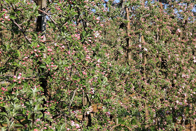 die Apfelblüte beginnt - the time of the apple blossoming - debut de floraison de pommiers - (PIP)
