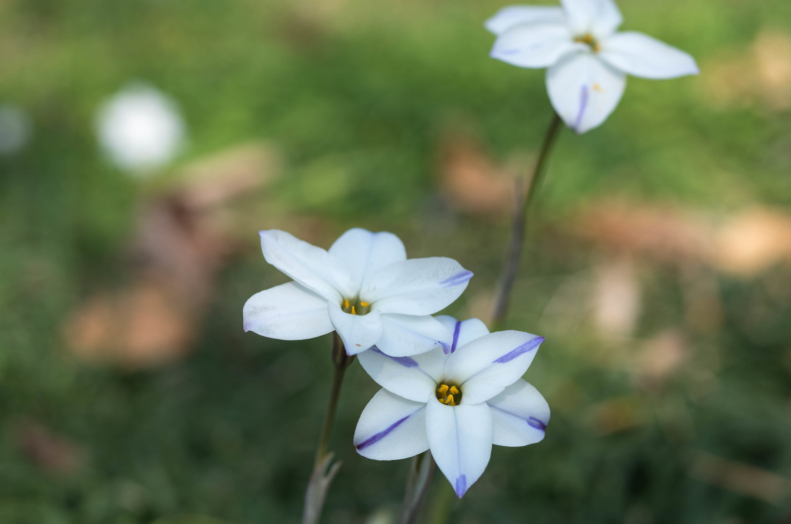 White flowers