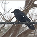 Neighbourly crow