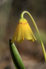 Yellow Bells