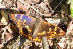 Schmetterling mit blau schillerndem Flügel (Schillerfalter)