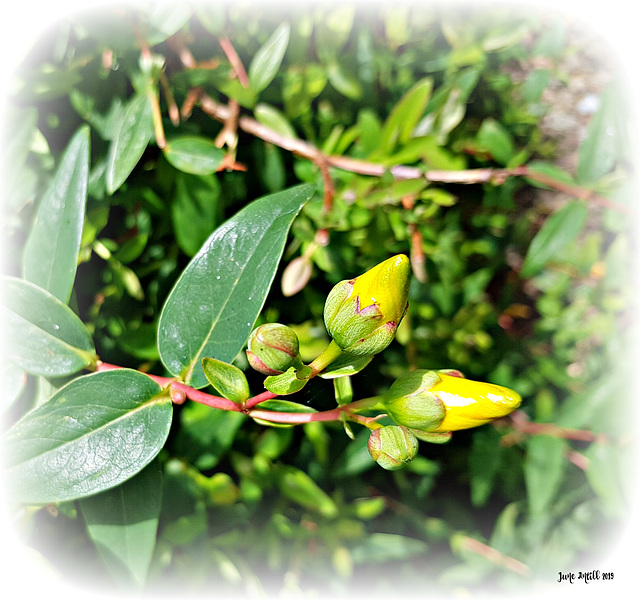 Hypericum hidcoteense