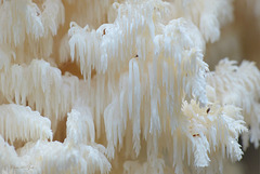 Coral tooth fungus ~ Kammetjesstekelzwam (Hericium coralloides)... 2!