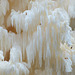 Coral tooth fungus ~ Kammetjesstekelzwam (Hericium coralloides)... 2!