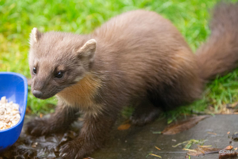 The blue bowl of fruit and nuts is an unwanted distraction from a wildlife image, so the Pine Marten will have to revert for foraging under the birdfeeders!