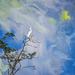 egret in tree 327-painting