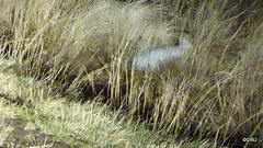 Arctic hare caught in the headlights - lousy photo - I know!