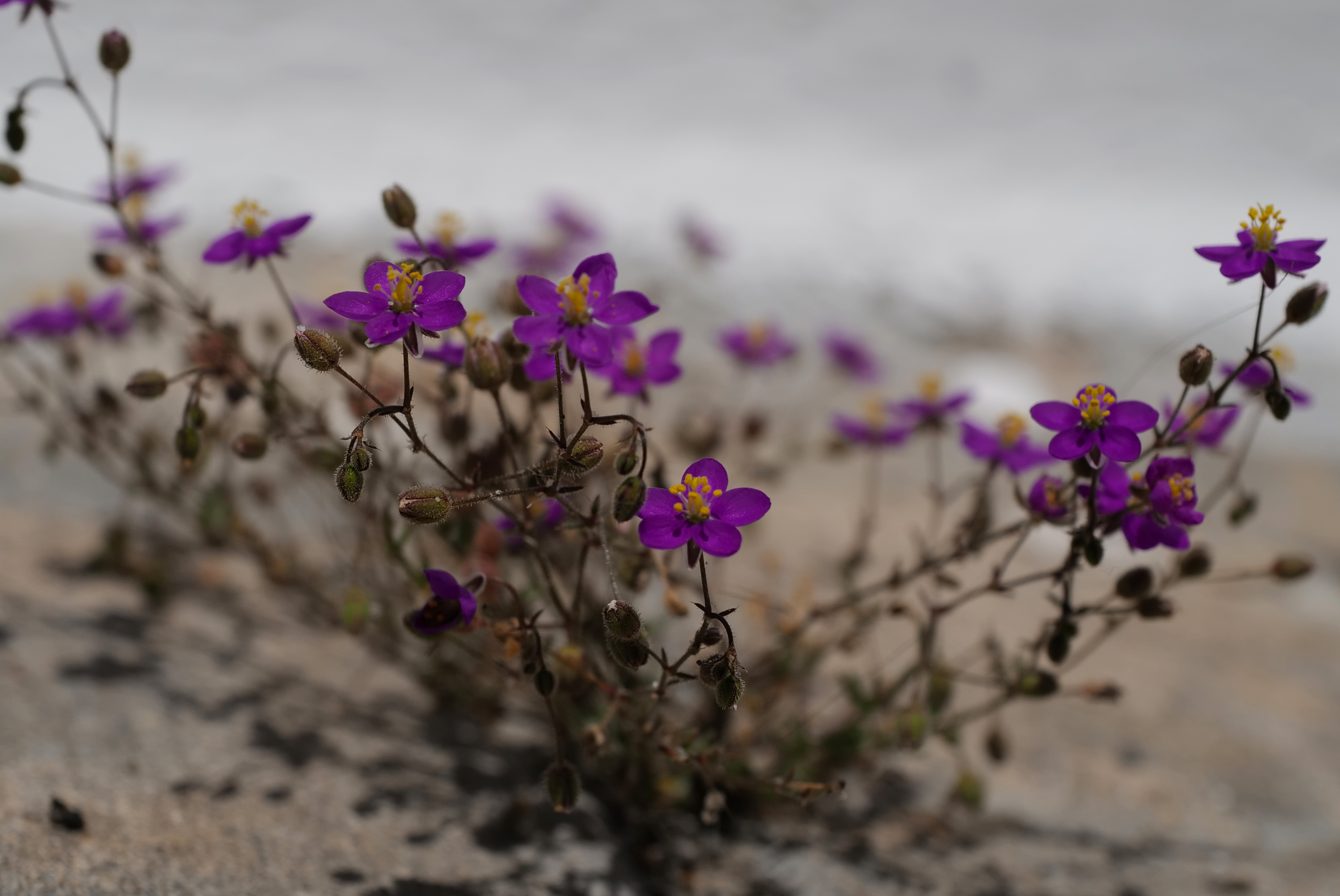 Spergularia rubra, re-growing every year in the pavement close to my patio