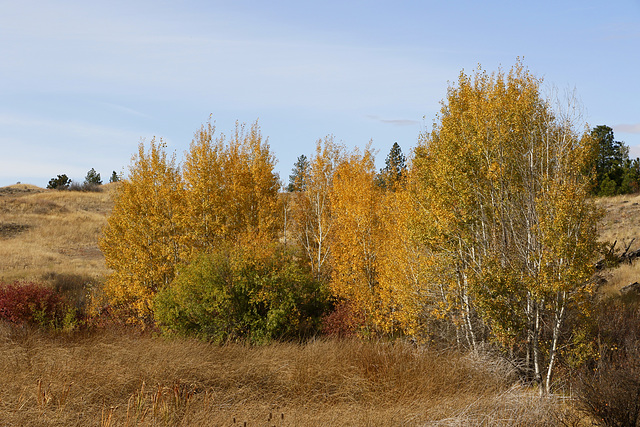 Autumn Color