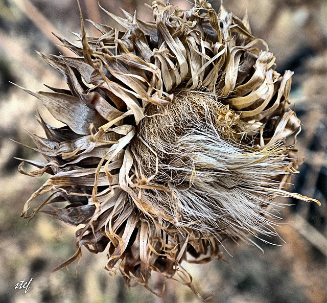 desert beauty