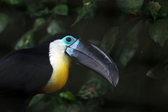 Toucan vitellin ou Toucan à gorge jaune et blanche .