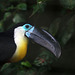 Toucan vitellin ou Toucan à gorge jaune et blanche .