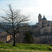Italy, A Tree and the  Historic Center of Urbino in the Background