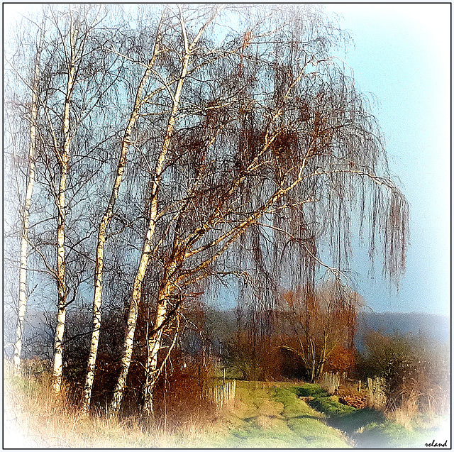 les bouleaux pleureurs