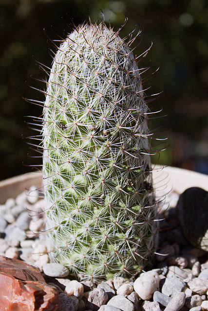 Arizona Fishhook Pincusion (Mammillaria mircrocarpa)