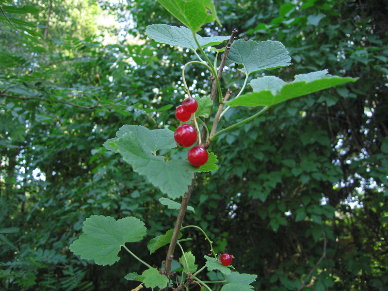 Cranberries