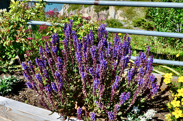 Fleurs de montagne