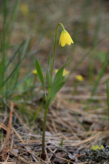 Yellow Bells