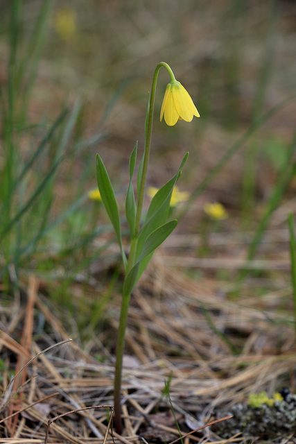 Yellow Bells