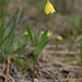 Yellow Bells