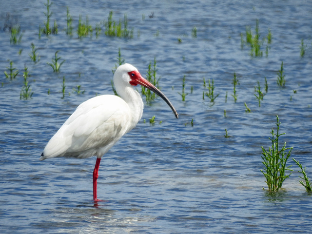 Day 2, White Ibis adult, Connie Hagar