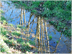 Reflets dans l'eau du chemin des Mégalithes à Pleslin Trigavou (22)