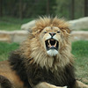 African Lion / Calgary Zoo