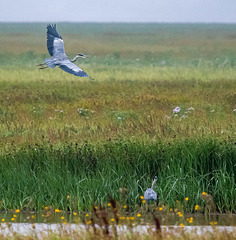 Herons