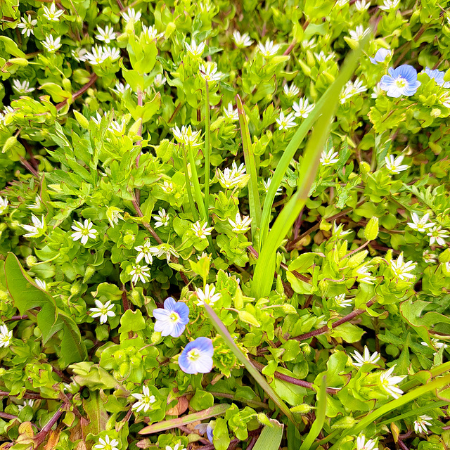 Gewöhnliche Vogelmiere (Stellaria media)