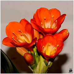 Clivia