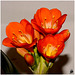 Clivia