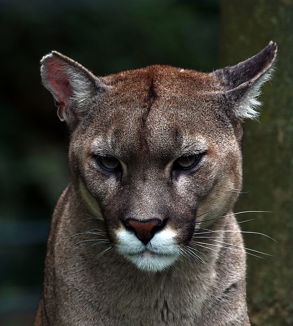 Bon chat ! Bon chat !