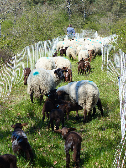 Transhumance du 5 mai 2016