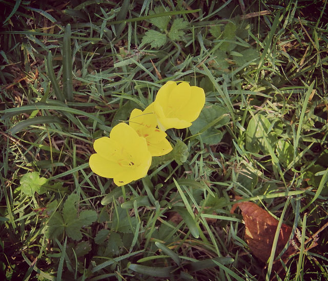 Crocus d'automne...