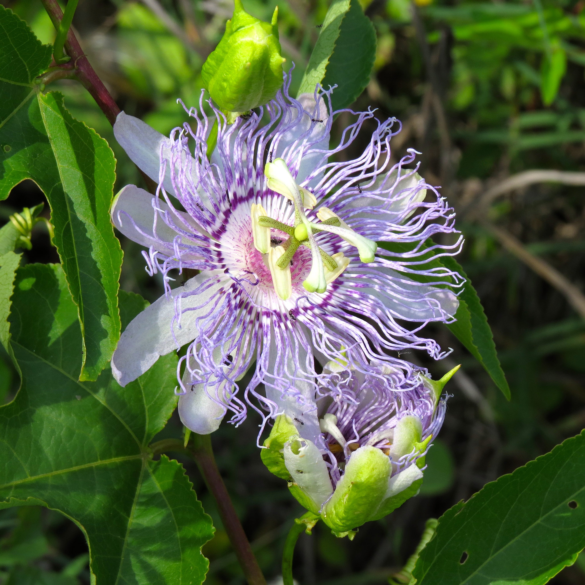 Passiflora incarnata