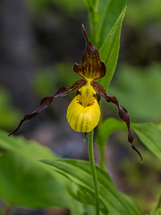 Cypripedium parviflorum var. makasin (Northern Small Lady's-slipper orchid)