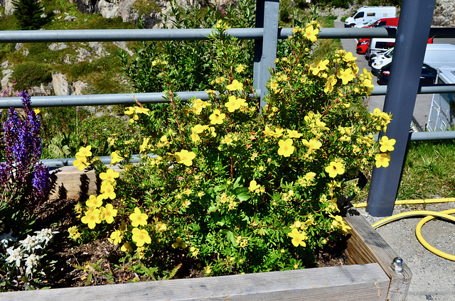 Fleurs de montagne