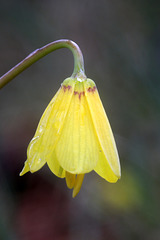 Yellow Bells