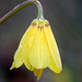 Yellow Bells