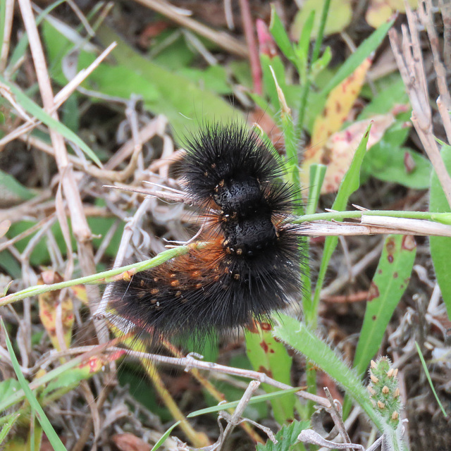 Day 5, caterpillar, King Ranch, Norias Division