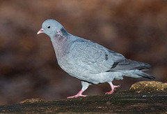 Stock dove