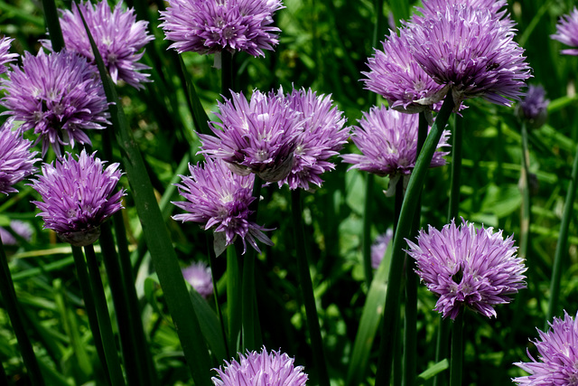 Chives