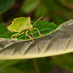 Shield Bug