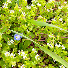 Gewöhnliche Vogelmiere (Stellaria media)