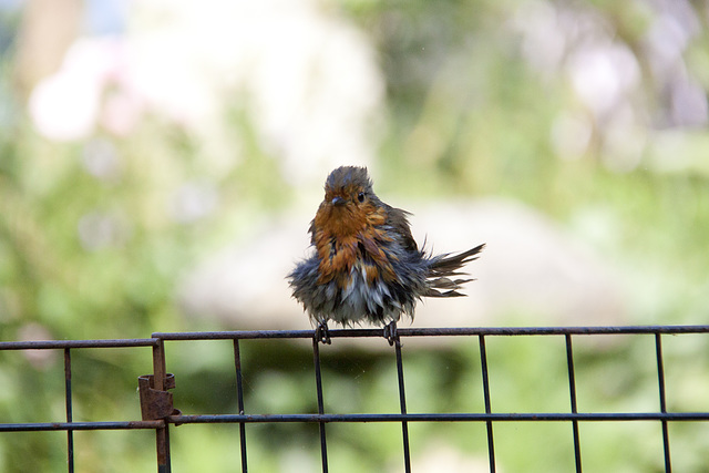 A wet Robin