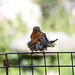 A wet Robin