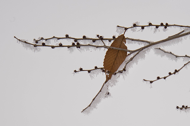 hoar frost and leaf