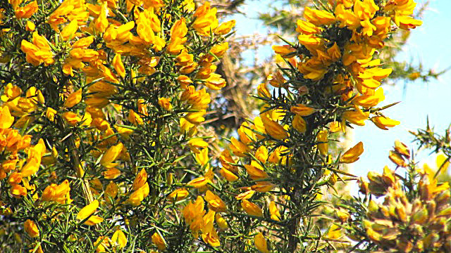 Gorse Bush