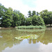 Teich im Stadtpark Golßen