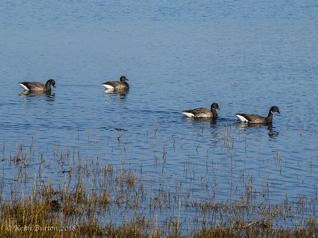 Brent Geese